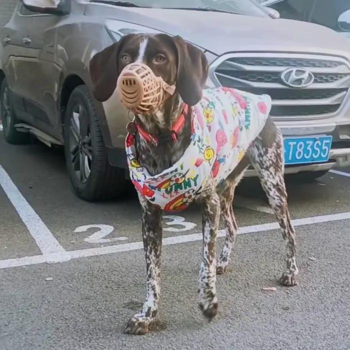 Veste imperméable pour grand chien, manteau d'automne et d'hiver pour animaux de compagnie avec bouc