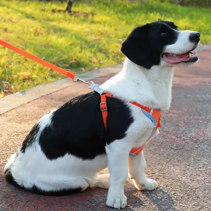 Collier réglable en plomb SFP pour animaux de compagnie, coulage respirant, laisse de marche pour ch
