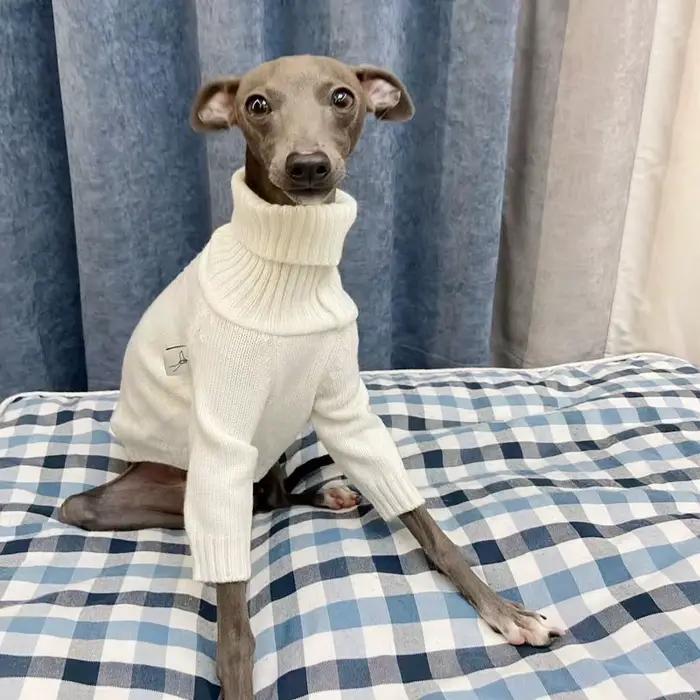 Pull lévrier italien Whippet col roulé pull tricoté blanc vêtements chauds pour animaux de compagnie