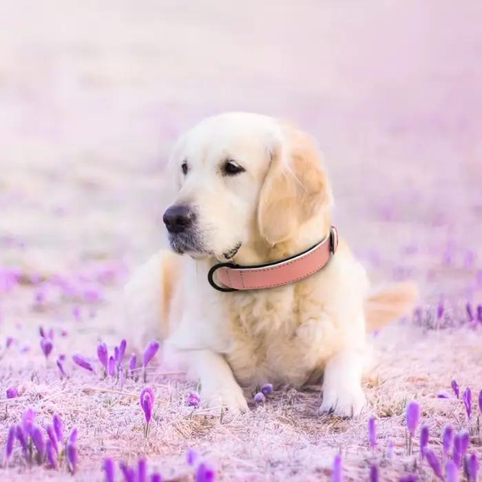 Colliers de chien en cuir souple rembourré grand chien Pitbull bouledogue collier réglable pour peti