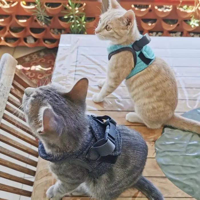Harnais réglable anti-évasion pour chaton, léger, respirant et doux, gilet de sécurité pour animaux