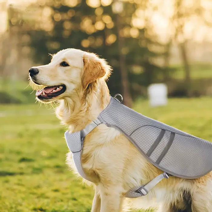 Gilet rafraîchissant pour chien, veste légère avec technologie de microfibre par évaporation, réfléc