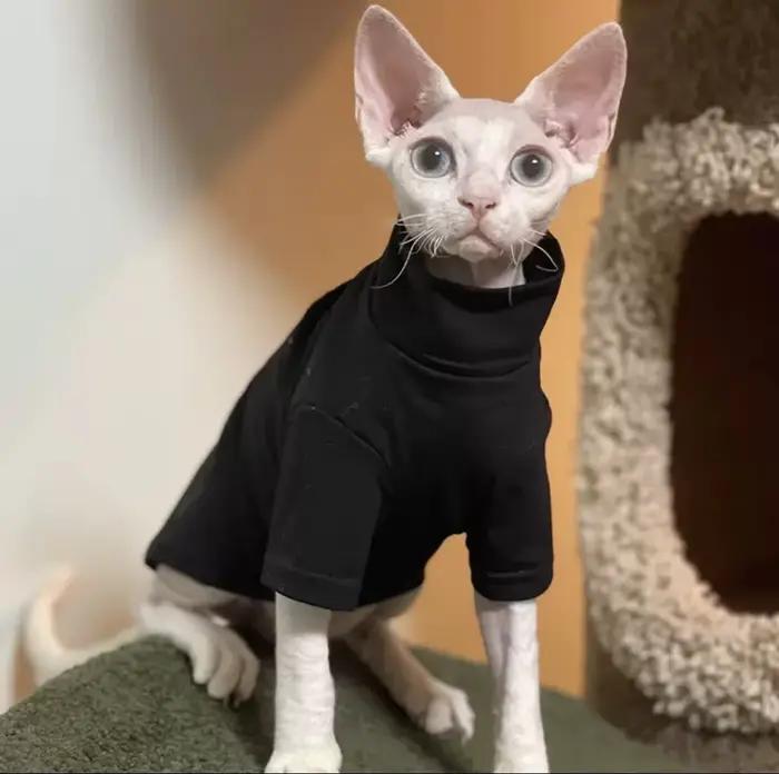 DUOMASUMI-Vêtements thermiques chauds auto-chauffants pour chat Sphynx, sous-vêtements sans poils, D