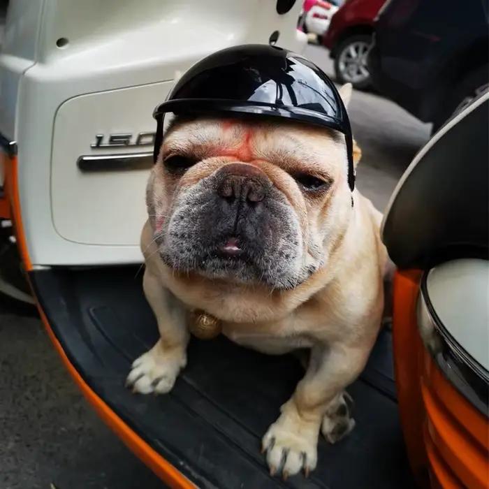 Casque de sécurité Cool pour chiens de petite et moyenne taille, bouledogue français Doberman Pinsch