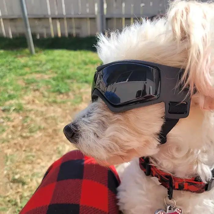 Accessoires pour animaux de compagnie chien Protection UV extérieure lunettes de soleil chat chien l