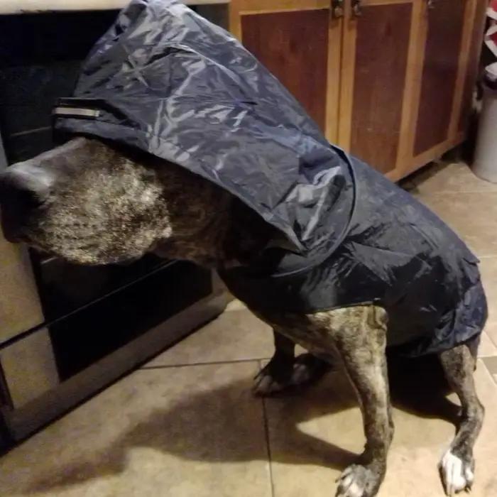Manteau imperméable pour chien, veste à capuche imperméable, Poncho de pluie, vêtements de pluie pou