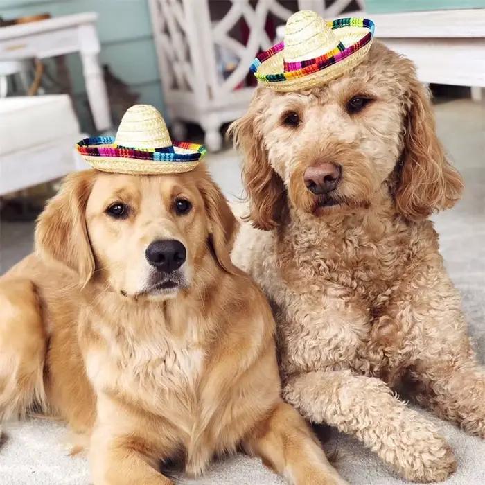 Mini chapeau de paille coloré pour chiens de compagnie, Sombrero pour chat, chapeau de soleil, fête