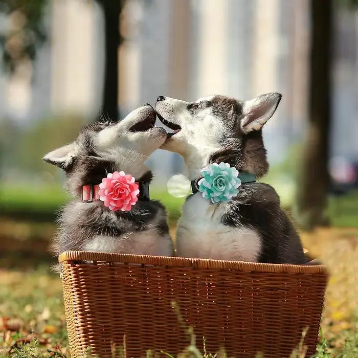 Collier à Grande Fleur pour Chien, Accessoire pour Animaux de Compagnie, 50px
