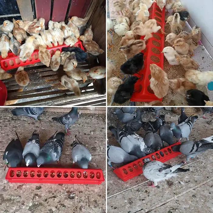 Mangeoire pour poulet 20/30/40/50Cm, Double rangée, 12/18/22/28 trous, pour volaille, alimentation à