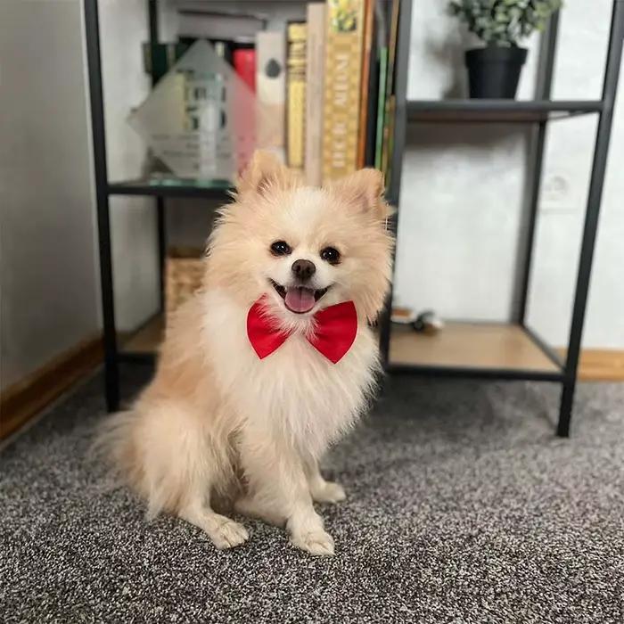 En gros 100/50/20 mignon réglable chien chat nœud papillon cou personnalisé chiot noeuds papillon an