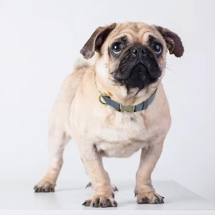 Collier de chien Anti-perte personnalisé, étiquette d'identification de chien personnalisée, collier
