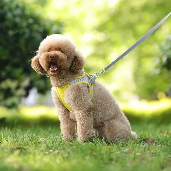 Ensemble d'accessoires réglables pour chiots et chats