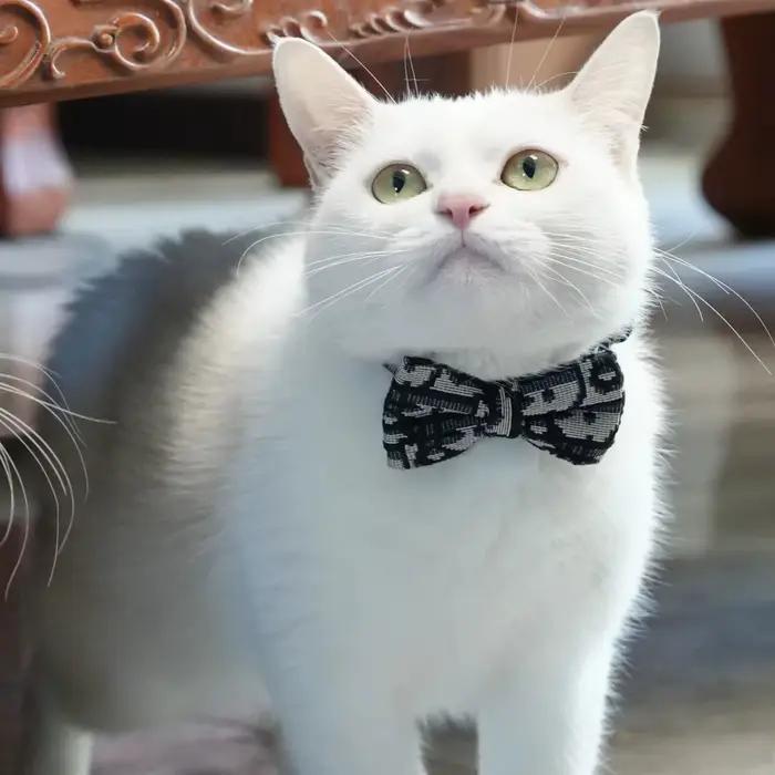 Harnissan-Laisse pour animal de compagnie avec poignées amovibles SFP