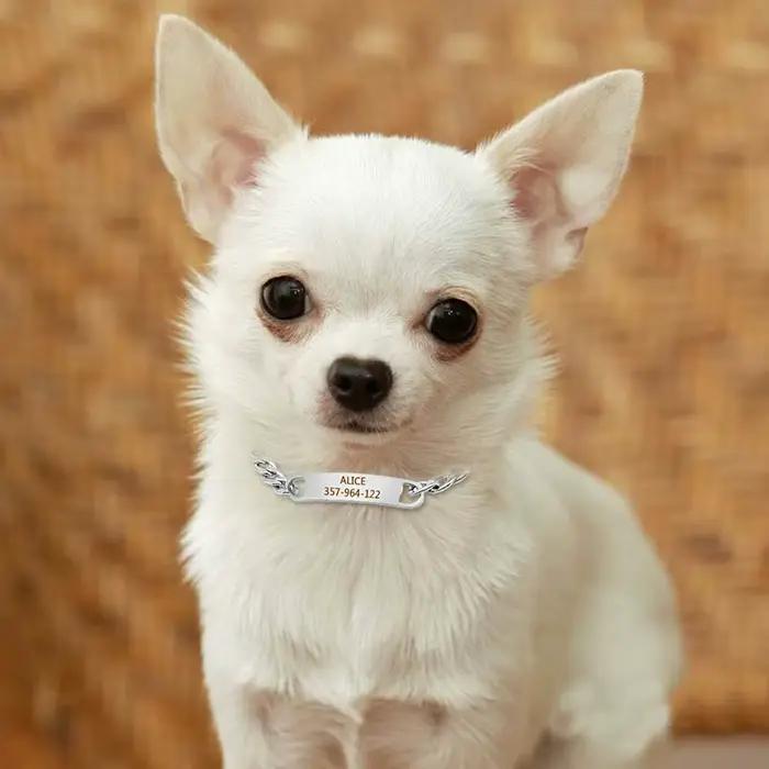 Collier chaîne personnalisé pour chien et chat