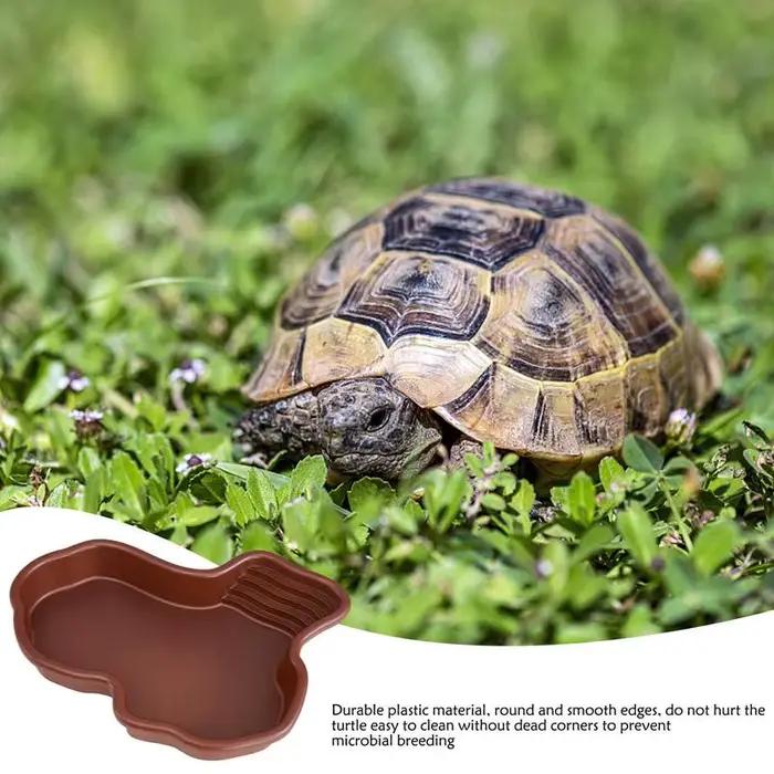 Plat d'alimentation pour tortue