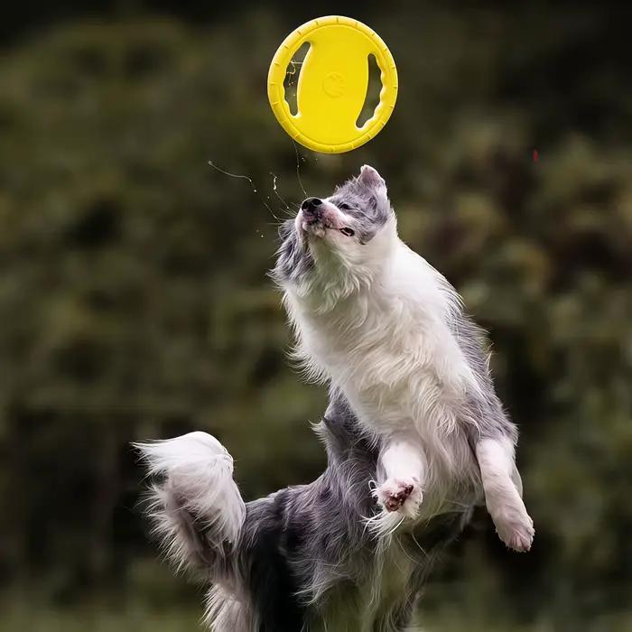 Disque durable pour chien