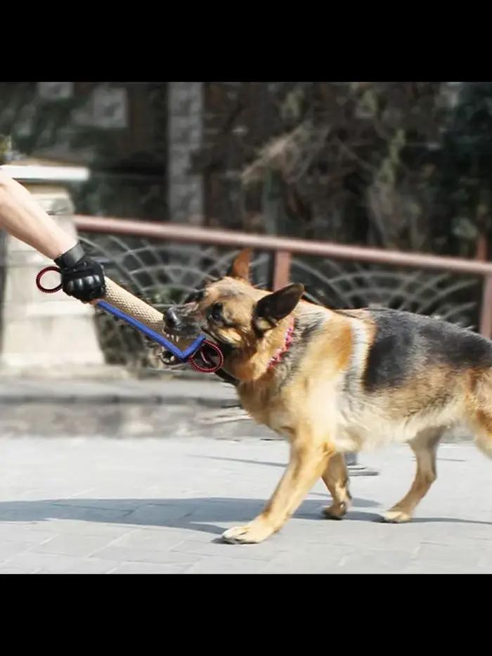 Bâtons à mâcher en jute brute pour chiens