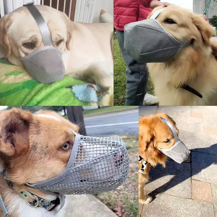 Muselière pour chien