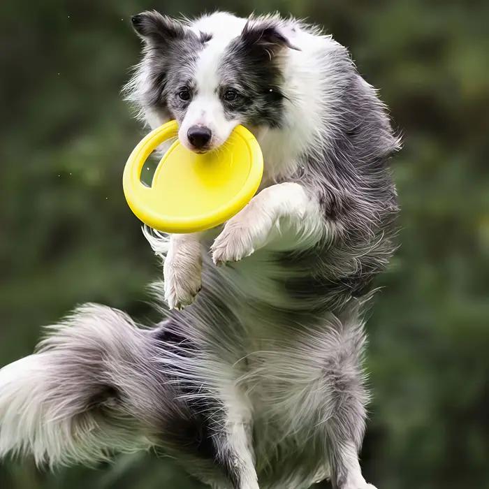 Disque durable pour chien