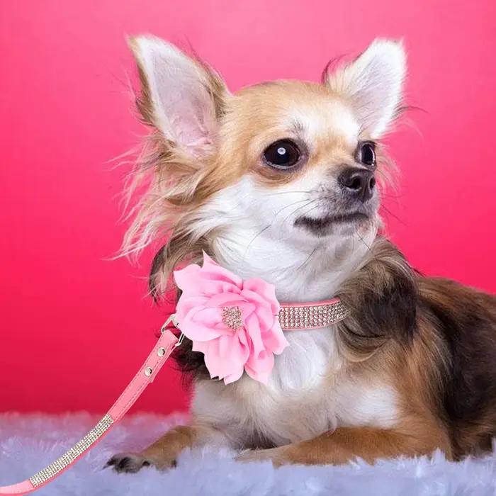 Collier en cuir pour chien avec strass scintillants