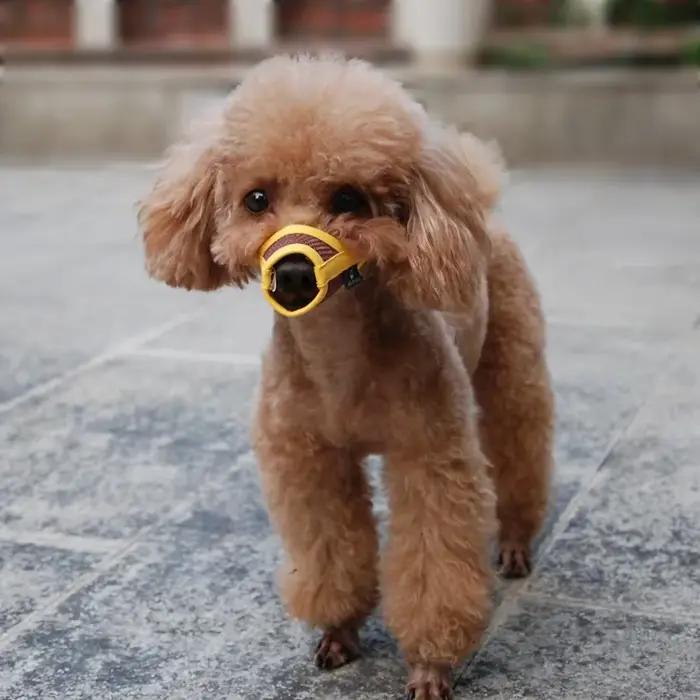 Muselière Anti-aboiement pour chien