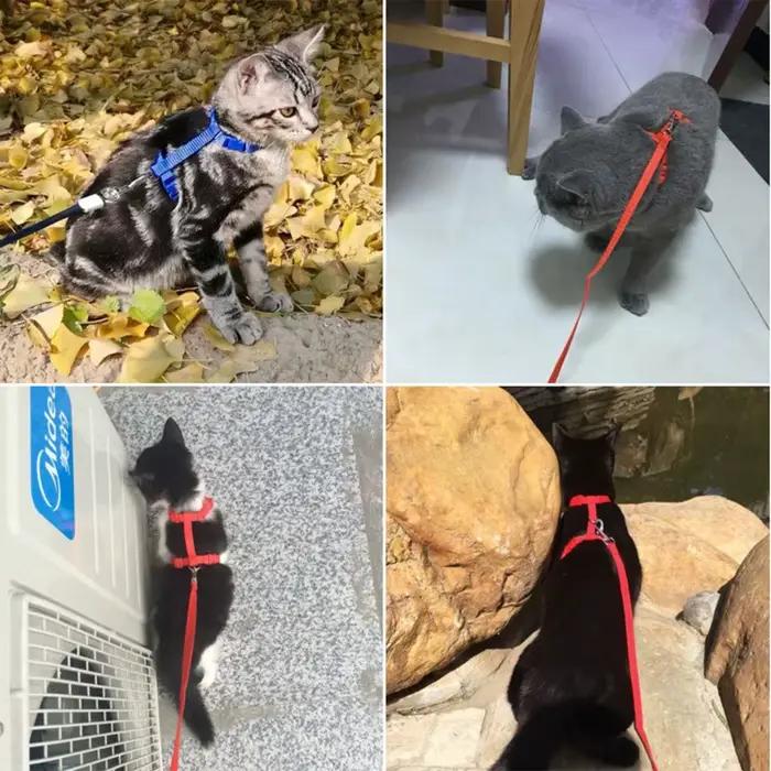 Harnais et laisse pour chat