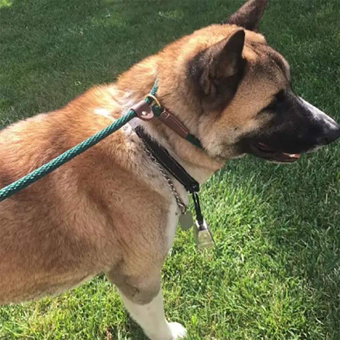Laisse en plomb tressée pour chiens moyens et grands