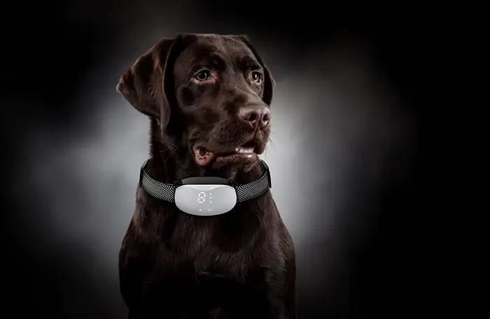 Collier Anti-aboiement pour chien
