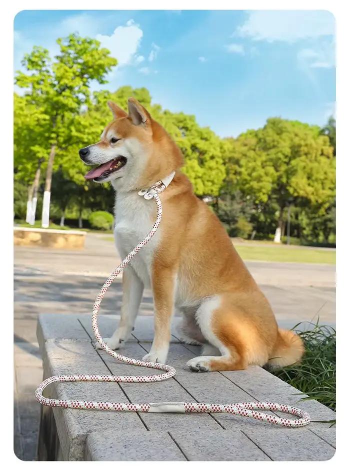 Laisse de dressage pour chien 5/6 pieds