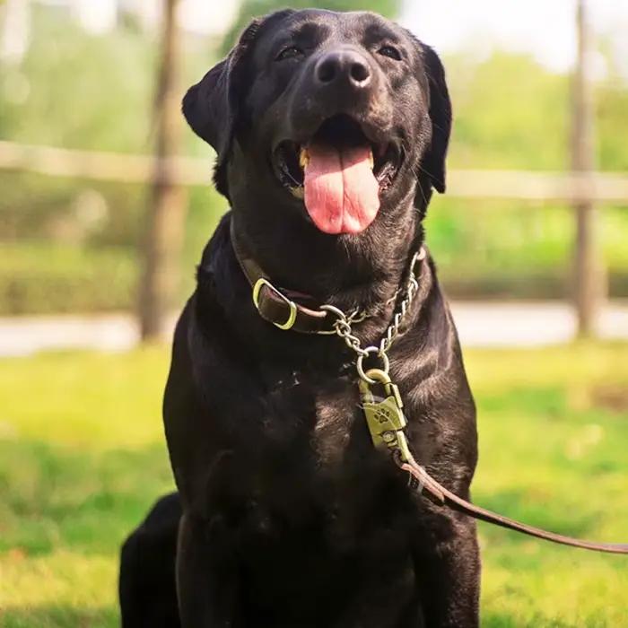 Benepaw Martingale collier en cuir sans traction Anti-fuite