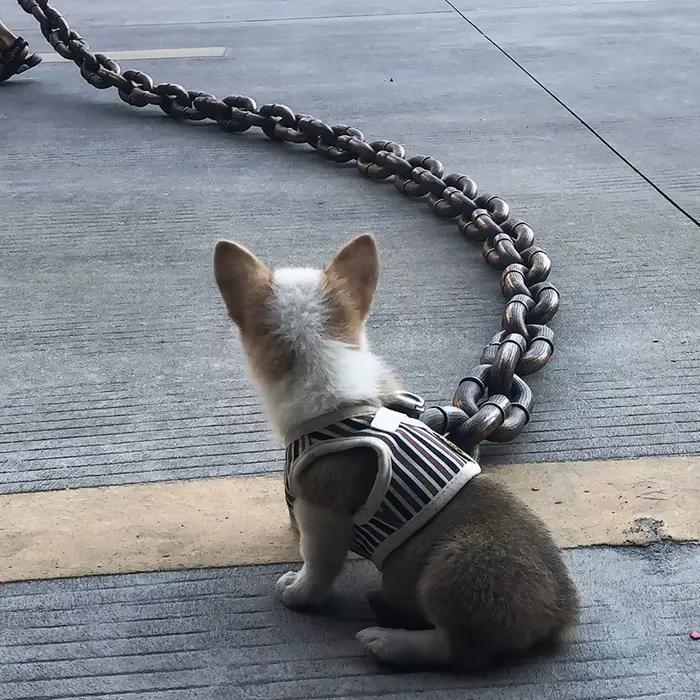 Laisse de chien créative chaîne