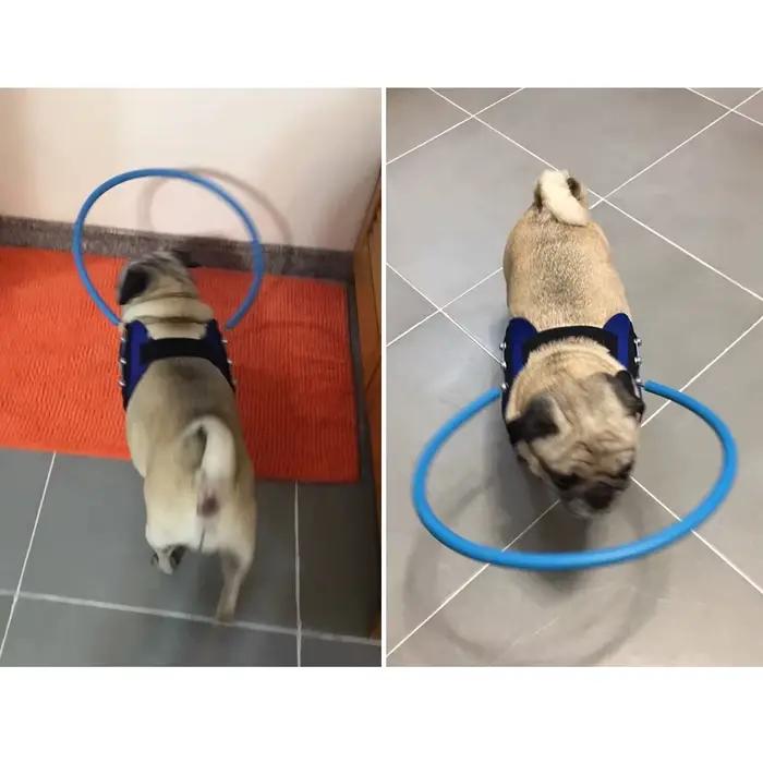 Collier anti-collision pour animaux de compagnie aveugles