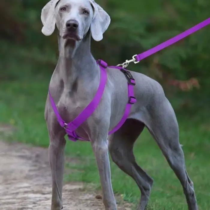 Harnais pour chien réglable en forme de H