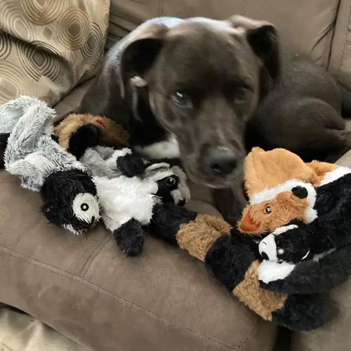 Jouet Animal simulé drôle pour chien