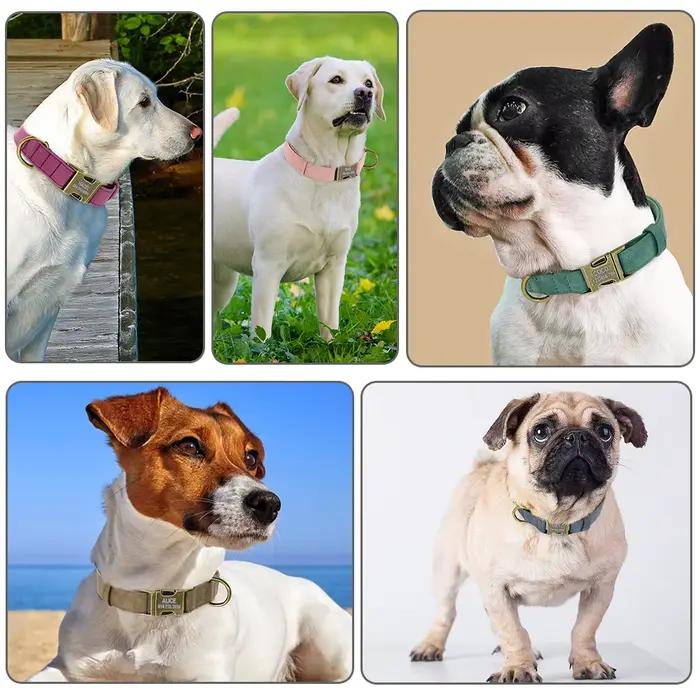 Collier d'identification de chien personnalisé colliers d'étiquette de chiens personnalisés avec boucle en métal en
