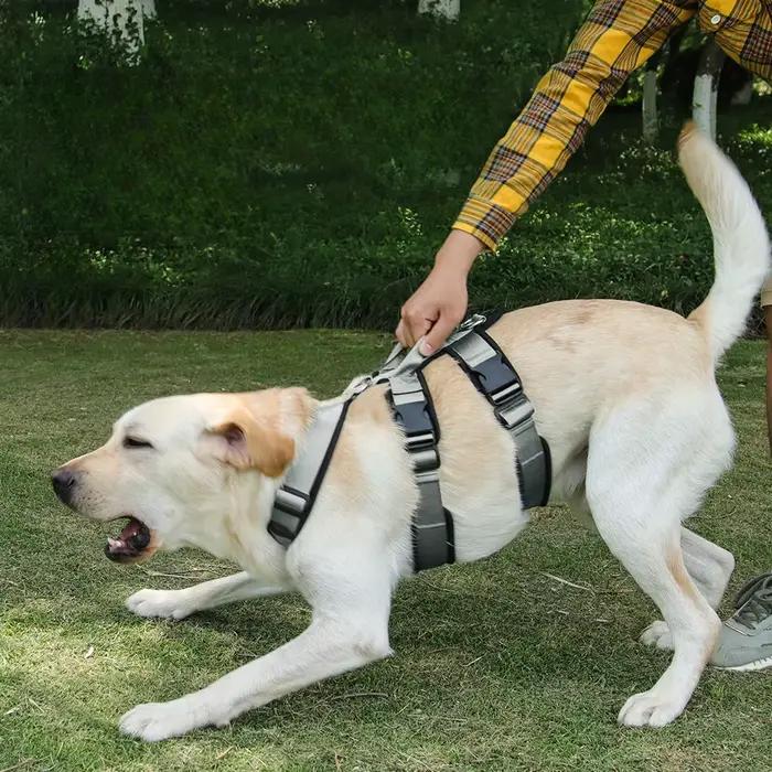 Harnais pour chien sans traction