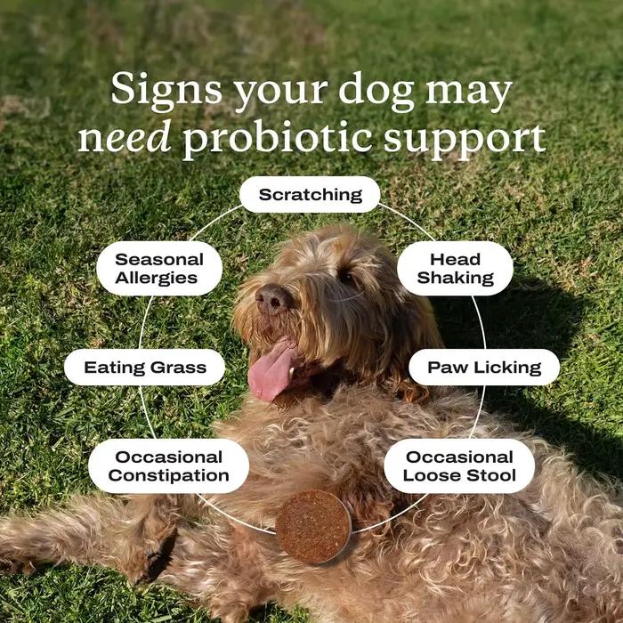 Friandises probiotiques pour chiens