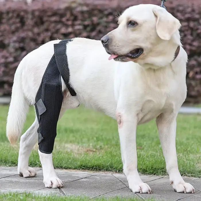 Attelle de genou pour chien