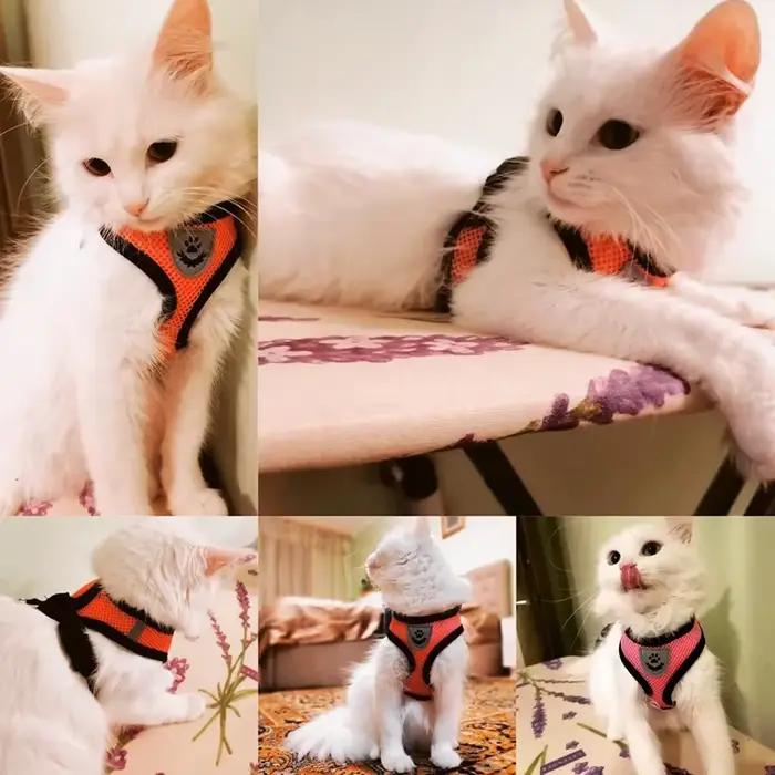 Harnais d'été pour chien et chat