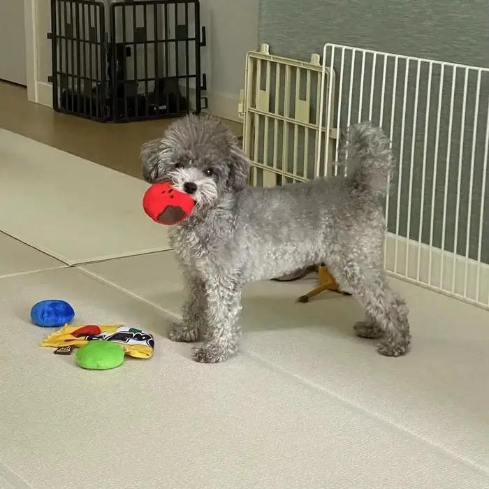 Jouets pour chiens encourage les compétences de recherche de nourriture naturelle