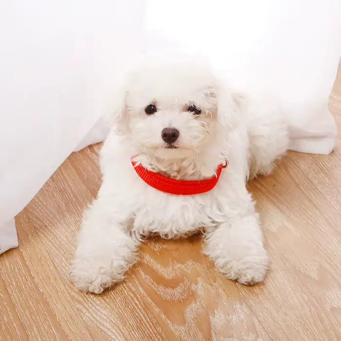 Collier réglable en nylon pour petits et grands chiens