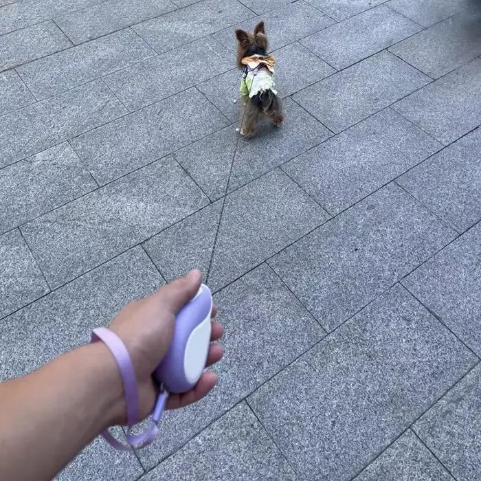 Laisse Booteely 3M pour petits chiens laisse rétractable automatique