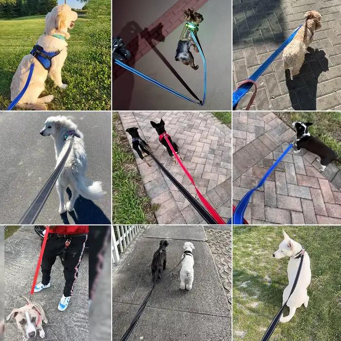 Laisse d'entraînement de chien en nylon