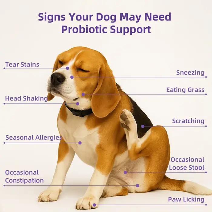 Compléments Probiotiques pour Chiens – 90 Comprimés – Enzymes Digestives pour la Santé de la Flore Intestinale