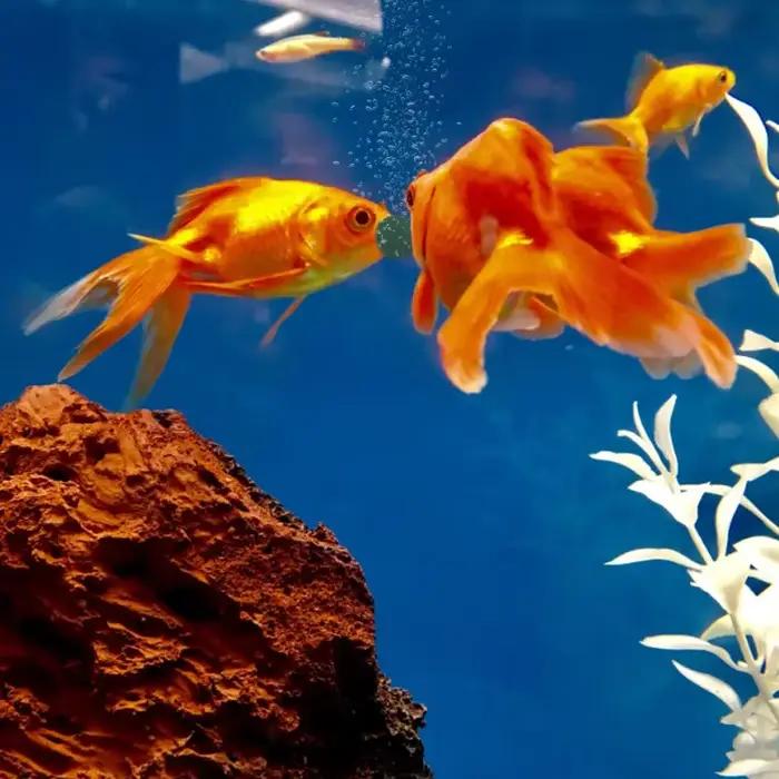 100 pièces comprimés de spiruline enrichissement nourriture pour animaux de compagnie préférée poisson cristal rouge
