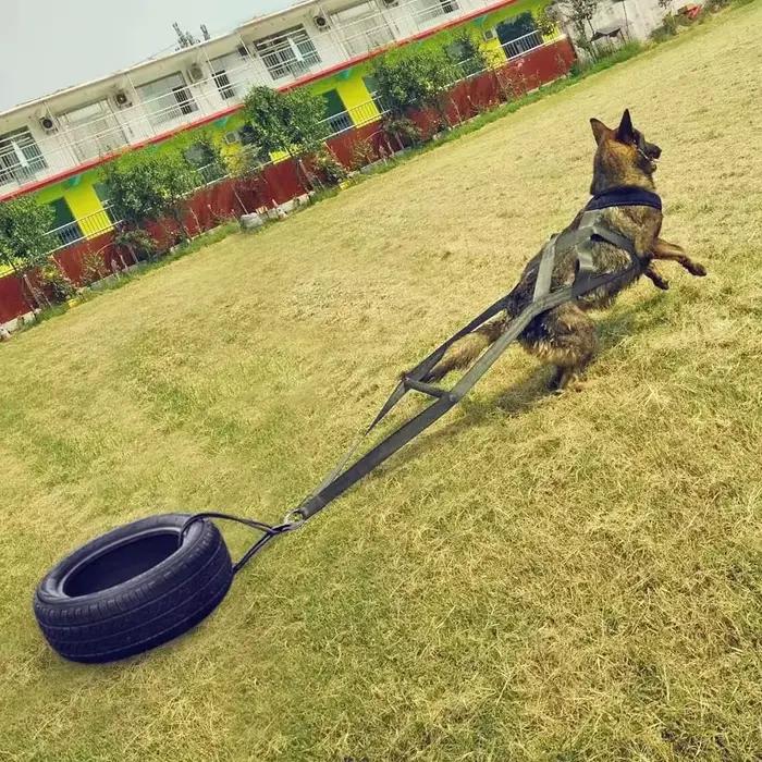 Grande ceinture de sécurité de traîneau de laisse d'entraînement de traction de chien de travail pour l'entraînement au