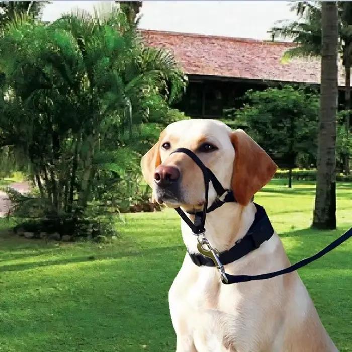 Collier pour chien muselière licou entraînement laisse