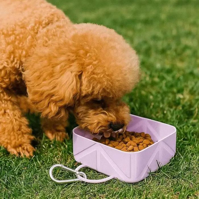 Bol pour chien, bols pliables pour animaux de compagnie