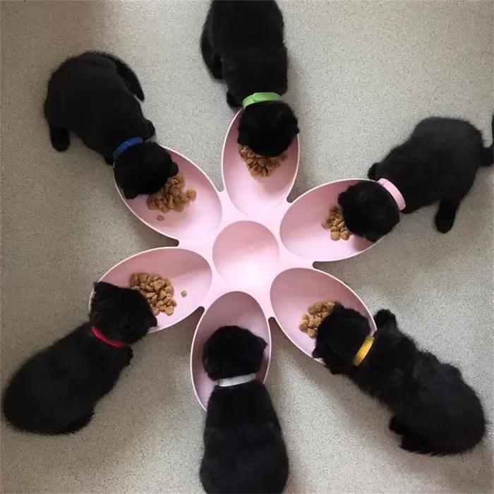 Filles de nourriture multi-pétales pour chat et chien