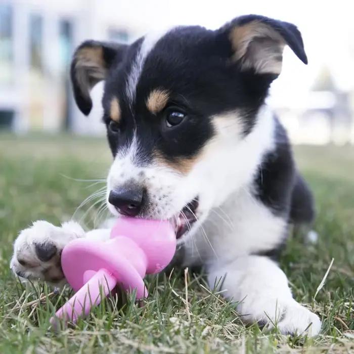 KONG Puppy Binkie Color Diverses S/M